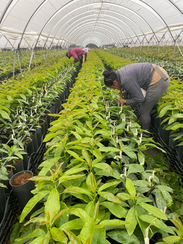 Agricultores cultivando plantas