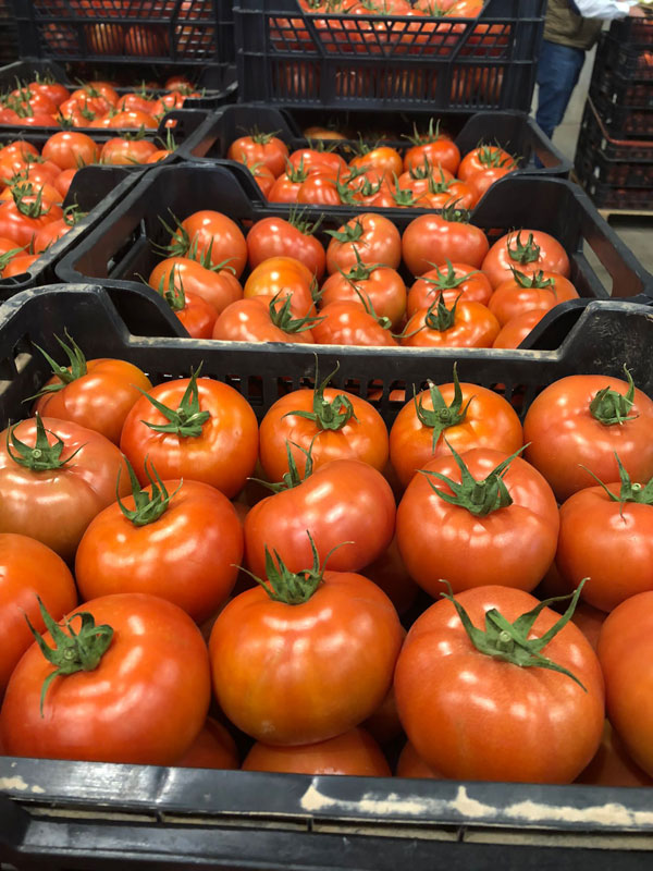 Tomates rojos